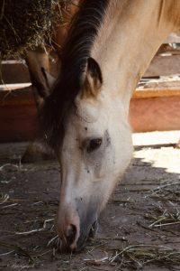 poney demi pension signes var 83