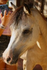 EDP Jump - Centre Équestre à Signes | Var, Toulon, La Ciotat