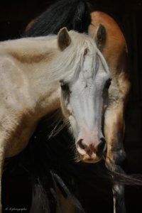 EDP Jump - Centre Équestre à Signes | Var, Toulon, La Ciotat