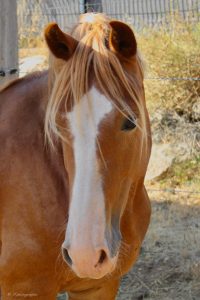EDP Jump - Centre Équestre à Signes | Var, Toulon, La Ciotat