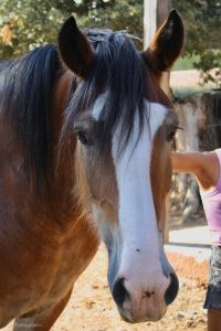 EDP Jump - Centre Équestre à Signes | Var, Toulon, La Ciotat