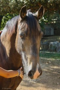 EDP Jump - Centre Équestre à Signes | Var, Toulon, La Ciotat