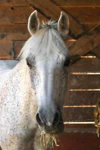 EDP Jump - Centre Équestre à Signes | Var, Toulon, La Ciotat