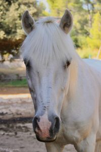 EDP Jump - Centre Équestre à Signes | Var, Toulon, La Ciotat
