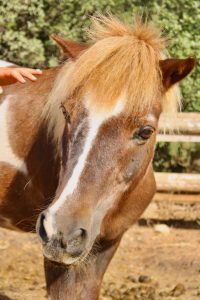 EDP Jump - Centre Équestre à Signes | Var, Toulon, La Ciotat