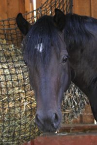 EDP Jump - Centre Équestre à Signes | Var, Toulon, La Ciotat
