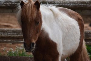 EDP Jump - Centre Équestre à Signes | Var, Toulon, La Ciotat