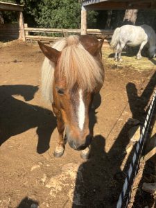 EDP Jump - Centre Équestre à Signes | Var, Toulon, La Ciotat