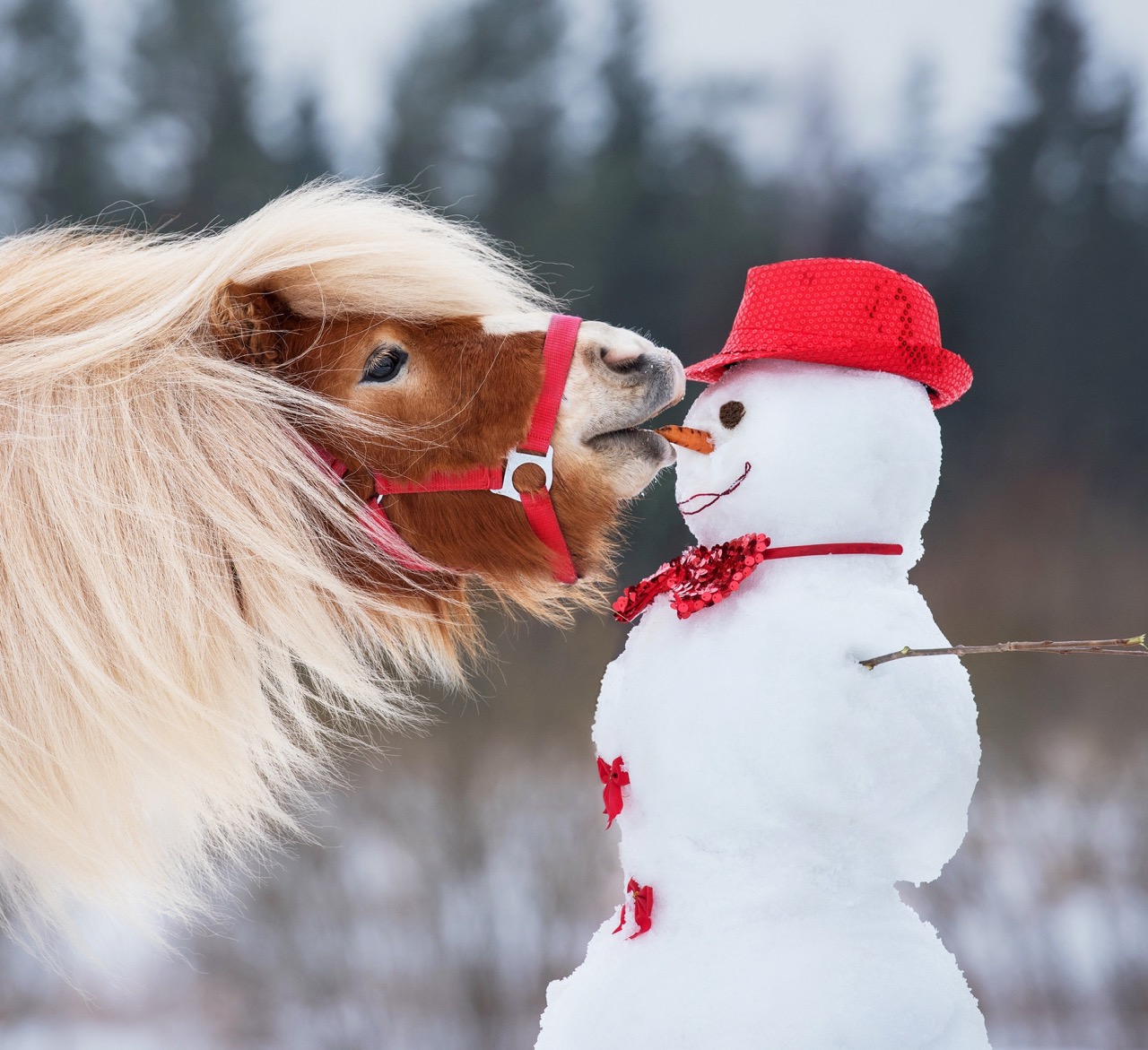 centre equestre le beausset toulon stage vacances