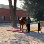 EDP Jump - Centre Équestre à Signes | Var, Toulon, La Ciotat